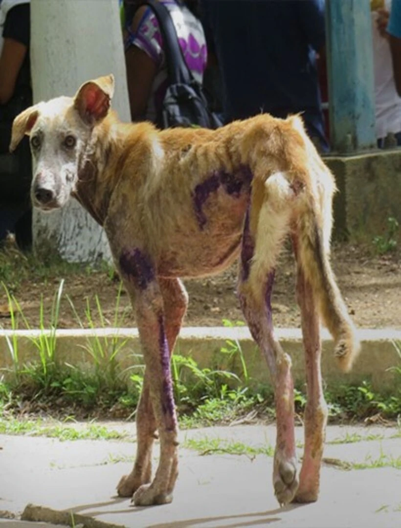 perro-abandonado